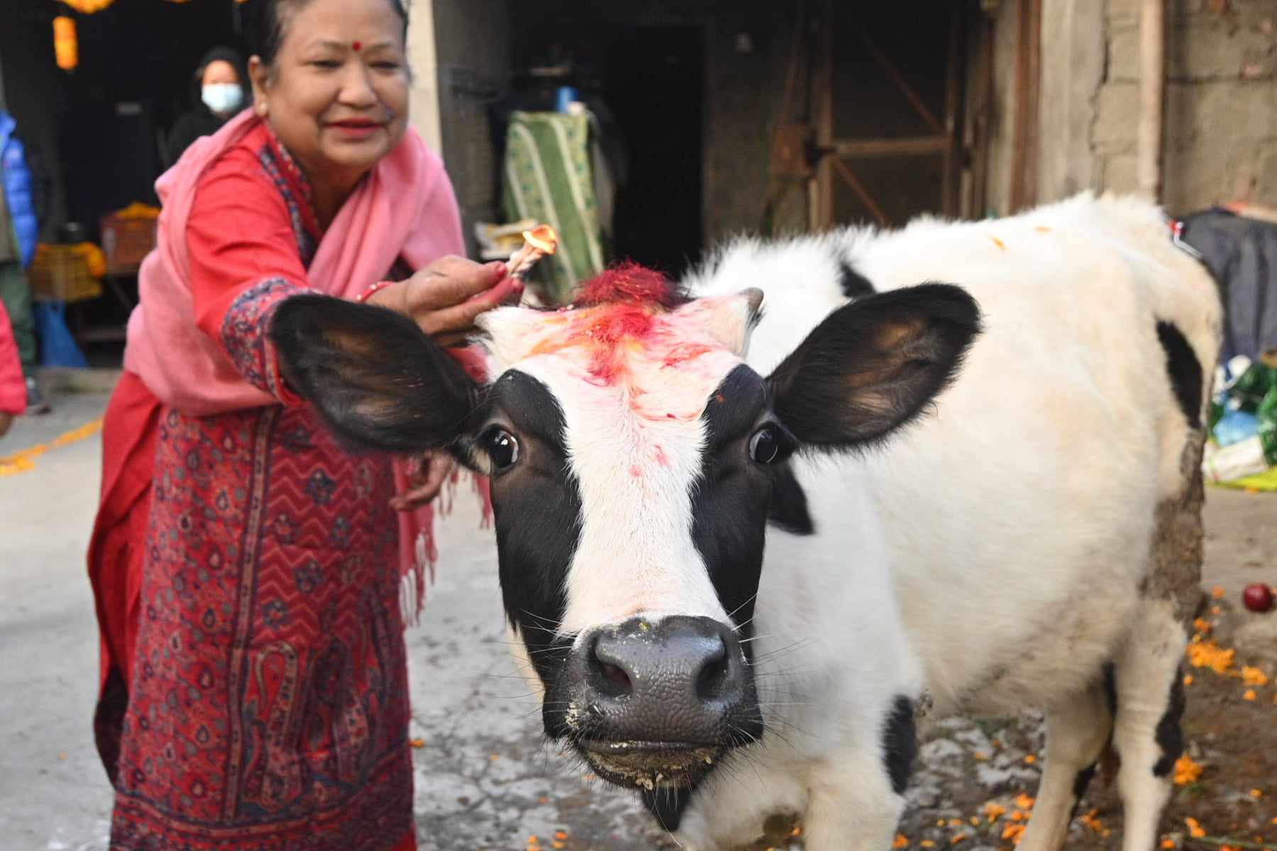 यमपञ्चककाे तेस्राे दिन आज गाईपूजा गरिँदै